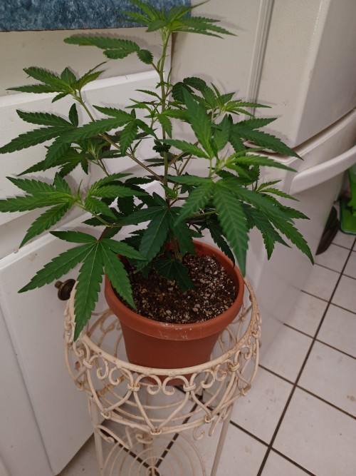 my neighbor heard I had been in the hospital for 4 months and brought me this wonderful house plant πͺ΄