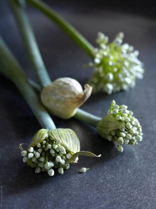 roldam:(via Onion Blossoms In Various Stages Of Bloom Laying On Grey Counter | Stocksy United)