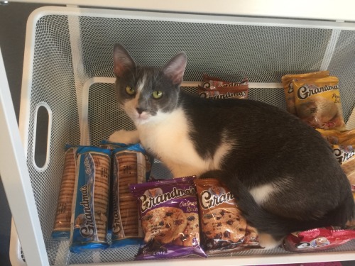 Get out of there Kitty, those are the hooman snacks!