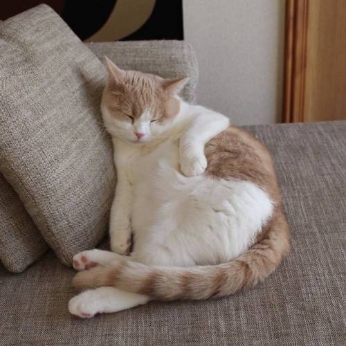 execgoldiebillion:tokkeki:SAKURA@mostlycatsmostly