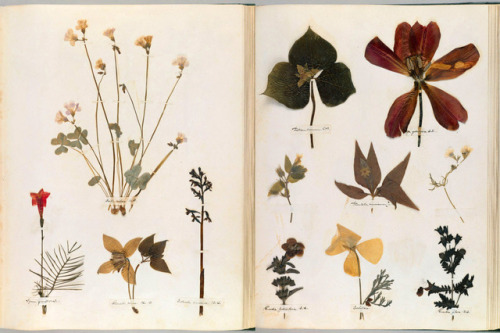 explore-blog:Emily Dickinson’s herbarium – a forgotten treasure at the intersection of science and p