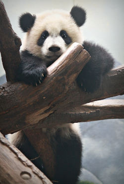 giantpandaphotos:  Mei Lun at Zoo Atlanta