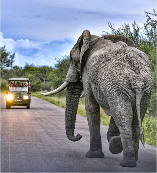 Here we see a mighty packy from Kruger National Park, as it peacefully walks down the road while a c