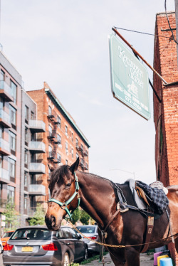 joelzimmer:  Kensington Stables  Kensington, Brooklyn