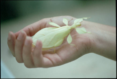 ariannalago:Leaf Insect, Rome 2021