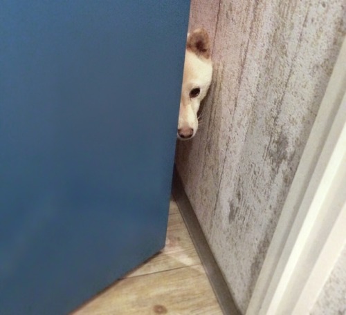 mustardtigress:today’s peeky shibes