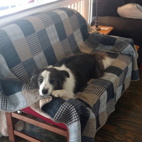 #Waylon has completely accepted the red chair replacement.https://www.instagram.com/p/BwSld6QltlA/