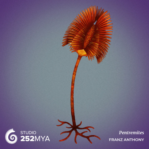 252mya:
“ Pentremites Artwork by Franz Anthony / @franzanth
This plant-like animal belongs to the group called “sea buds,” known as blastoids in science. Like its relatives the sea lilies, they lived on the ocean floor, catching plankton with their...