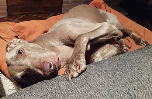 “I beg you to cuddle w/ me” #echo #coccole #cuddle #cuddles #weimaranersofinstagram #wei