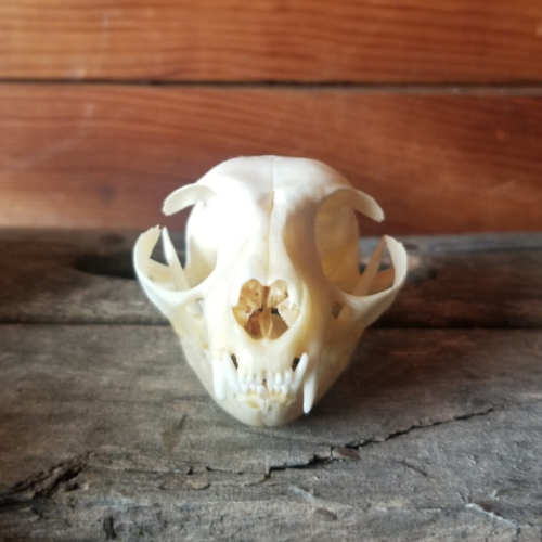  Domestic cat skulls are now available on our website!!!!!! It’s been a long time but I’