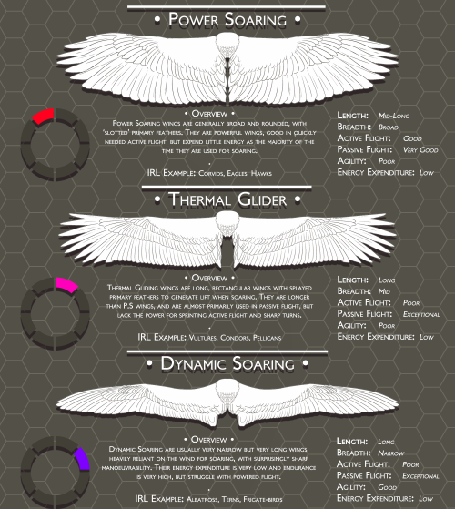 art-res:scribbly-blue-hearts: Blue’s Feathers and Wings Compendium: Standard Wing Shapes Wings