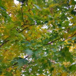 #autumn #maple #leaves / #colors #colours #rainy