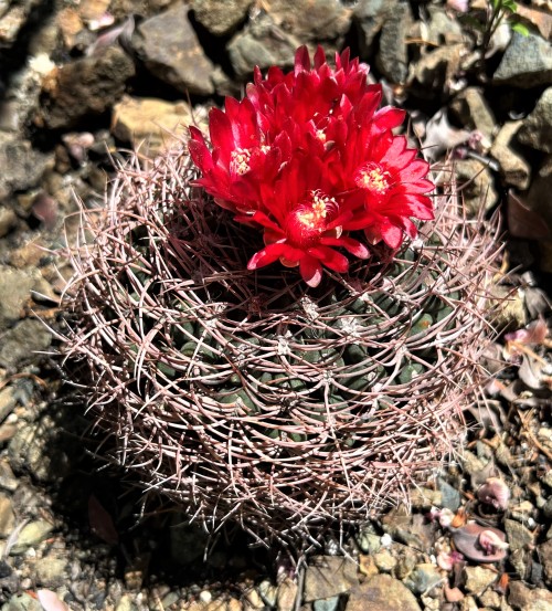 Gymnocalycium oenanthemumThis wonderful cactus, a little bigger than a tennis ball, is native to Cat