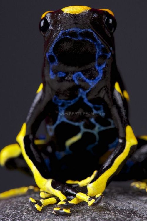 earthlynation: Dyeing Dart Frog. Source