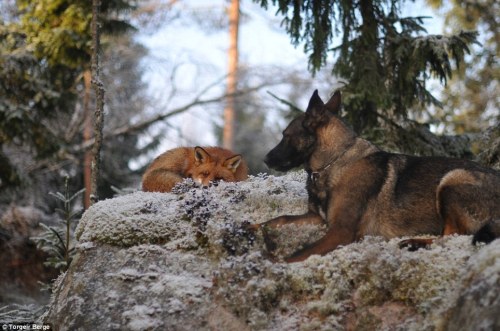 archiemcphee:  Today the Department of Unexpected Interspecies Friendship shows us a real life example of The Fox and the Hound currently taking place in a forest in Norway. Sniffer the wild fox and Tinni the domestic dog first met by chance while Tinni