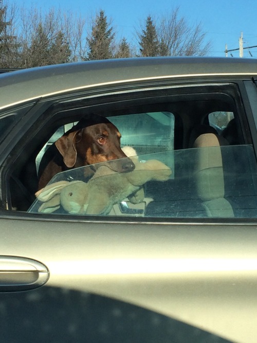 missenchantment: barfingunicorn: awwww-cute: Pull up to stop light, casually glance left missenchant