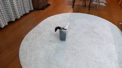 sizvideos:  Maru is relaxed in the slim plastic case - Full video 
