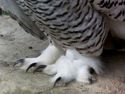 owl feet