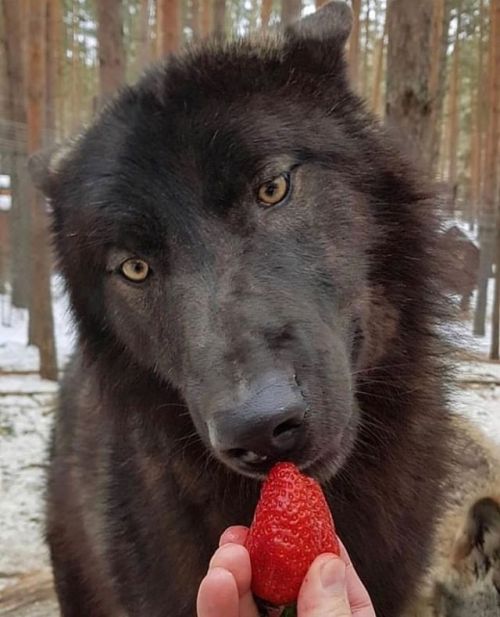 Bite The Berry