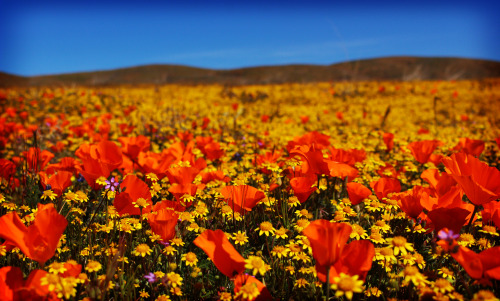 Southern California Poppy Reserveoutoftheordinaryyy