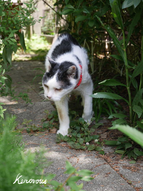 boschintegral:kerovous:Own picture : # 148,  My cat Sumomo in my garden,  May  2018@m