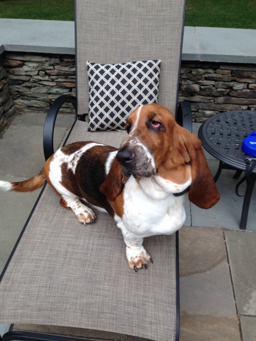 handsomedogs:This is Walter! My one and a half year old baby lounging around