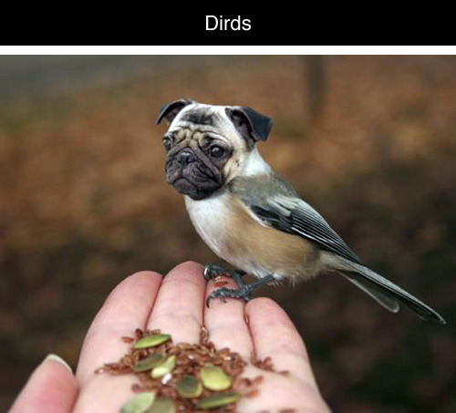 tastefullyoffensive:  Dirds (Dogs + Birds)Previously: Celebrities Before & After Photoshop 