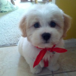 awwww-cute:  Truman after his first bath