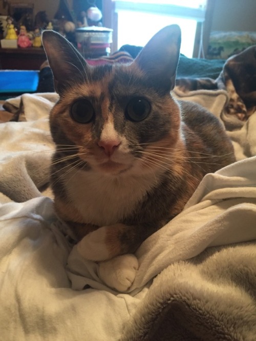 Have my kitty Lexa(submitted @satansangellover)