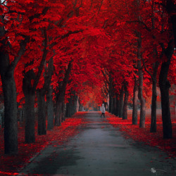 drxgonfly:  Red Forest (by  Ildiko Neer)