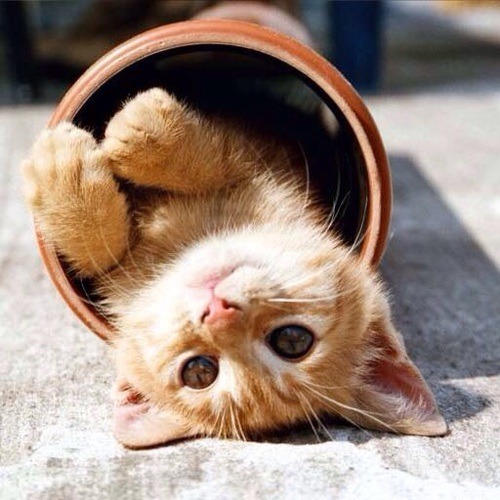 cutencats:  Sweet cat @cutencats 