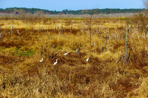 deadtrees