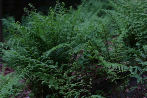 90377:Ferns at the forest.tumblr | Instagram | Etsy Shop