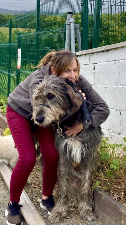 doggos-with-jobs:  Charlie the Irish Wolfie who gives blood if needed to Shelter dogs in surgery