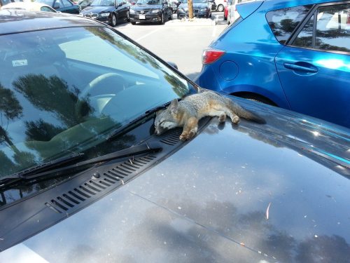 everythingfox:Baby fox sleeping on a car