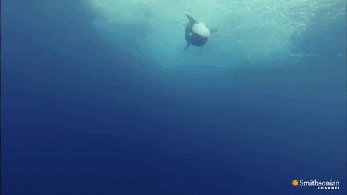 fortheloveoforca:  smithsonianchannelcanada:  An orca playing in the wild Taken from the documentary Hunt For The Super Predator   There is just something about this gif that i love! 