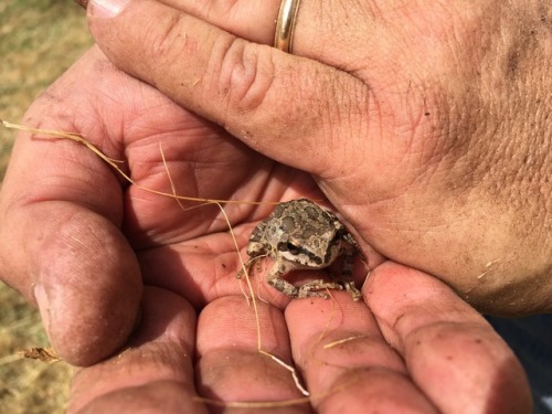 We found a little frog while working! 