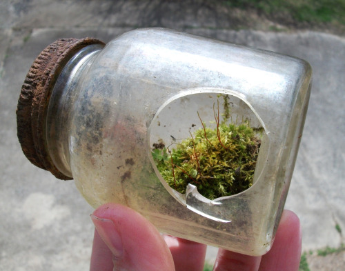 Couple more shots of those nature-made terrarium bottles I found the other day!That little jar was b