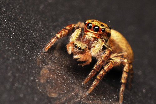 adorablespiders:jumping spider with spiderlingshe is not eating it btwimage sourceI thought it was a