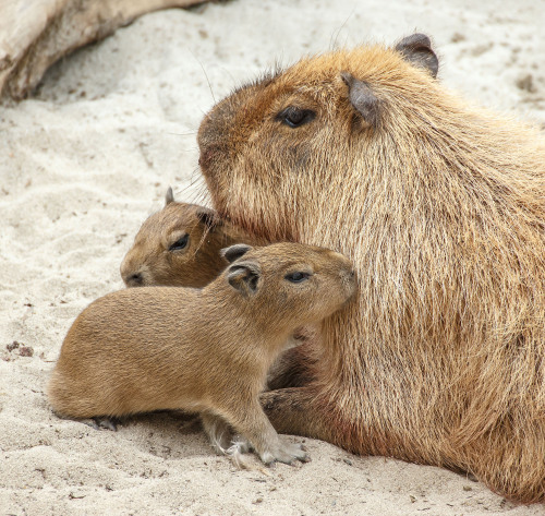 sdzoo:Thanks to Vic Murayama for capturing these adorable photos of our four new capybara babies.