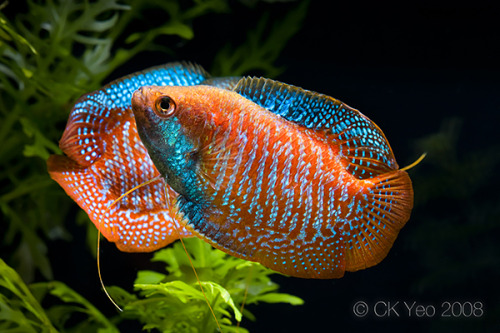 fishcommunity: aquatictimes:  Endless list of aquatic creatures I’d love to keep:  67. Tr