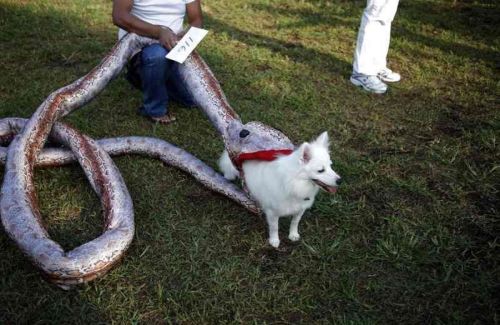 sithcampeador:¿Tienes perro y no sabes de qué disfrazarle para este carnaval? ¡Ahí van unas ideas!