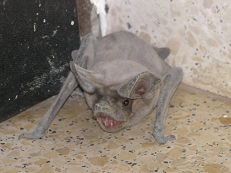 𝖋𝖊𝖒𝖒𝖊 𝖋𝖊𝖙𝖆𝖑𝖊