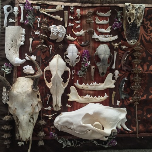 lazybagofbones:Bone collection