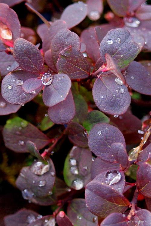 Wild Blueberry (Vaccinium sp.) and Raindrops, Yukon Territory, Canadaby Kyle, edited by riverwindpho