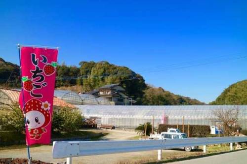  Fukuoka’s Specialty! Strawberry Picking At Chikushino Strawberry Farm All-you-can-eat strawberry pi