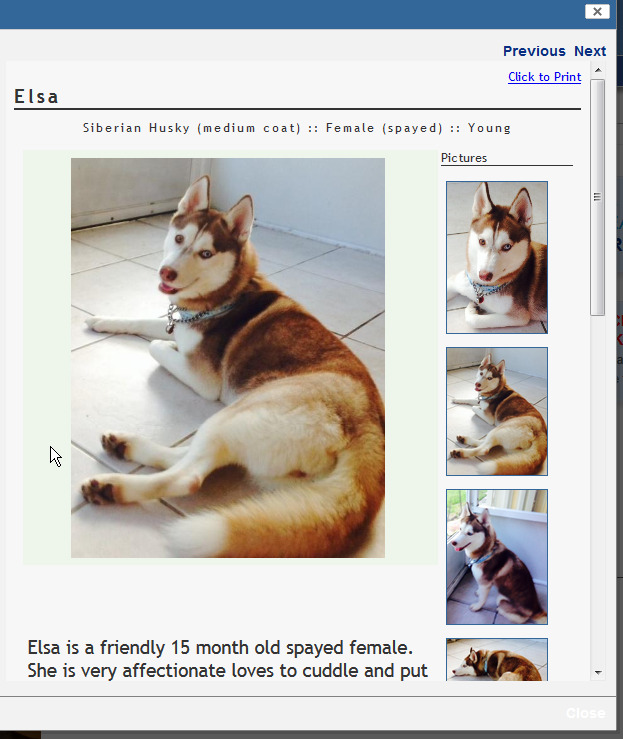 This pup is gorgeous and I want her in my life