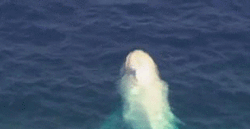 sixpenceee:Rare Albino Humpback Whale Spotted