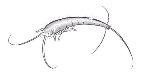 jayrockin:Considering how much paper I’m storing and creating with, seeing silverfish in my room pro