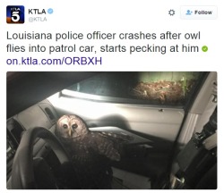 velocicrafter:  THE OWLS ARE NOT FRIENDS